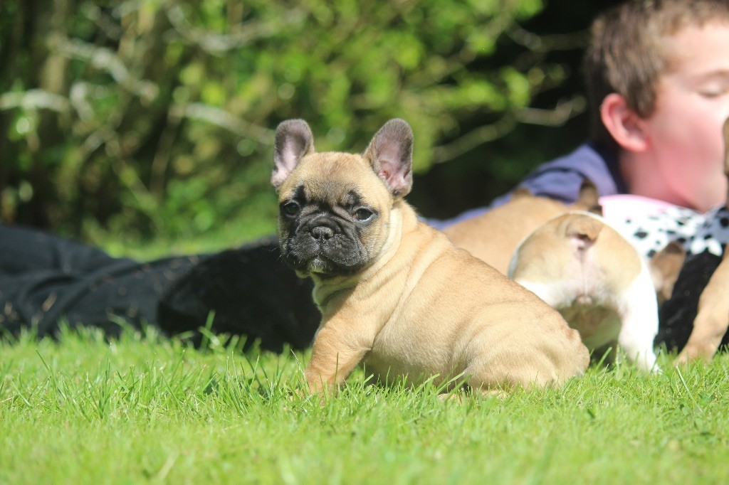 de l'Empire des Hellls - Chiots disponibles - Bouledogue français