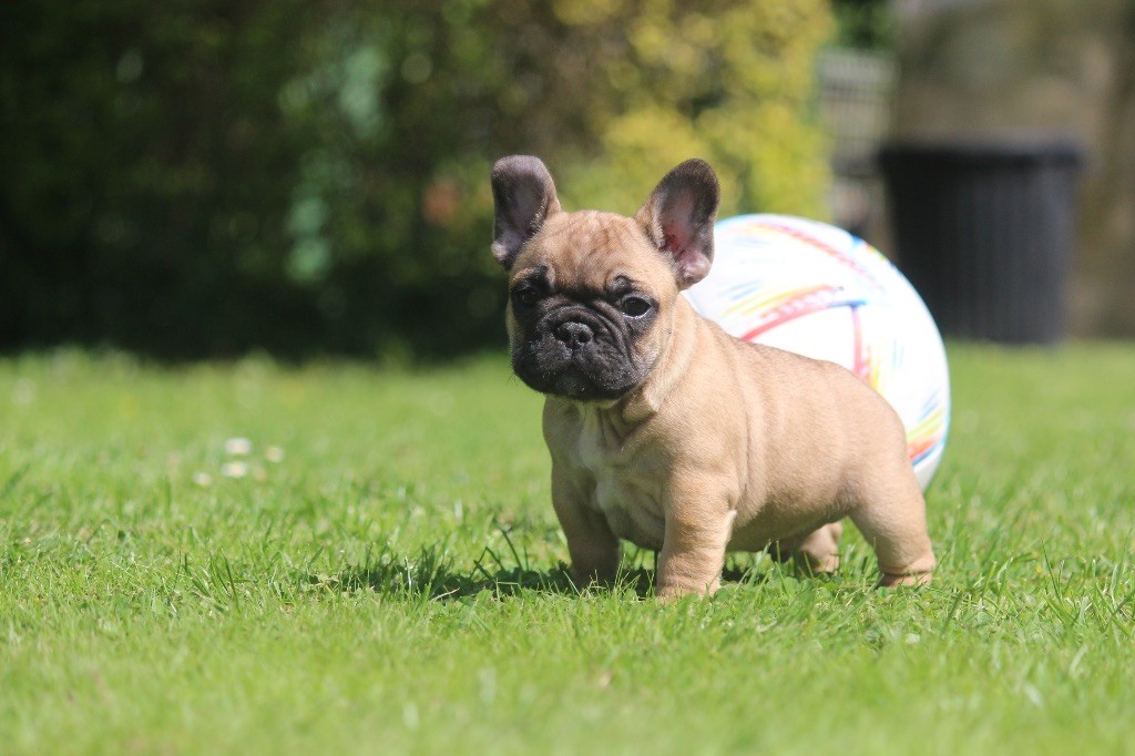 de l'Empire des Hellls - Chiots disponibles - Bouledogue français