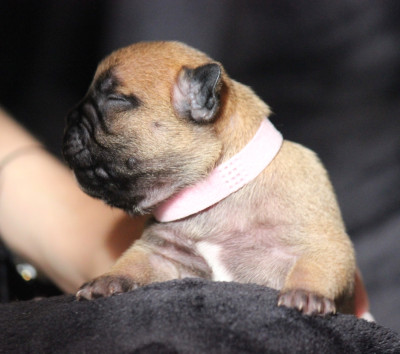 CHIOT 2