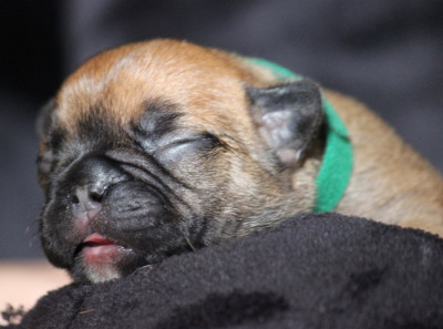 CHIOT 5