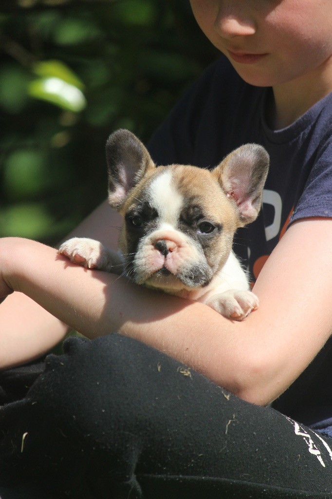 de l'Empire des Hellls - Chiots disponibles - Bouledogue français